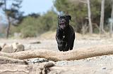 CANE CORSO 490